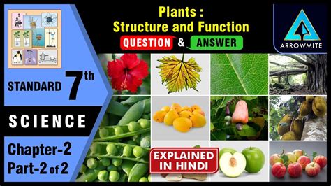 Plants Structure And Function Standard 7th Science Chapter 2