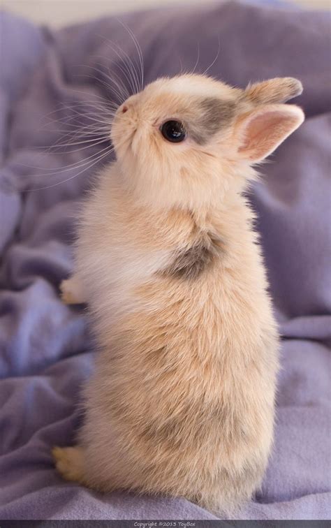 148 Best Images About Rabbits On Pinterest Barn