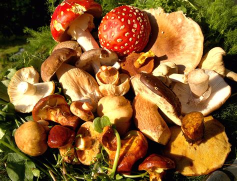 Fungi Foraging Walk, Lake District - Galloway Wild Foods