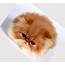 Persian Cat  8 Charming Cats Rescue Biological Science