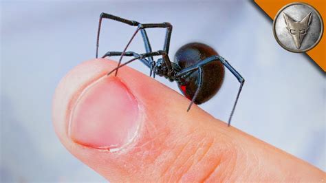 How can you kill black widow spiders? Coyote Peterson Lets a Black Widow Spider Crawl Upon His ...