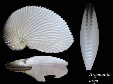 Verified Argonauta Argo Common Paper Nautilus Sighting In Tasmania By