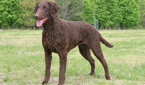 curly coated retriever breed information