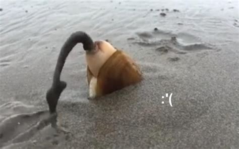Watch This Revolting Video Of A Digging Clam Is Proof That Nature Is