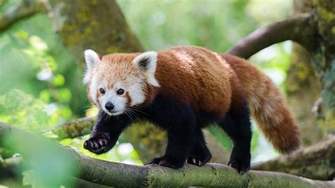 10 Photos That Prove Red Pandas Should Be Your New Favourite Animal Bt