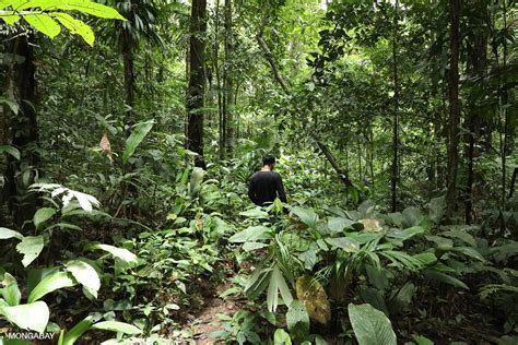 Why Should Funding Amazon Forest Sustainability Be The Worlds Top