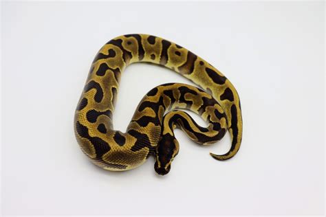 Leopard Enchi Ball Python By Slither On Board Serpents Morphmarket