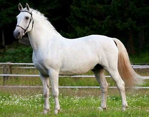 Slovenia National Animal Lipizzaner Horse Vackra Hästar Hästar