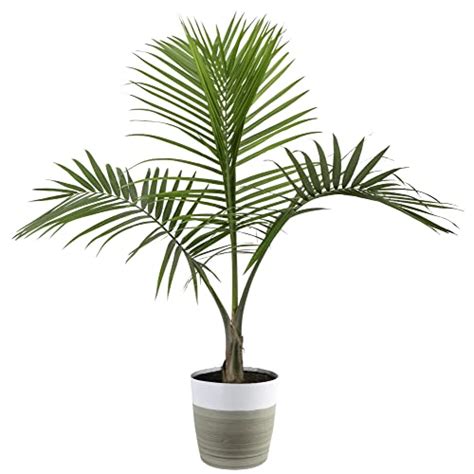 Majesty Palm Plant Care And Grow Guide Smart Garden And Home