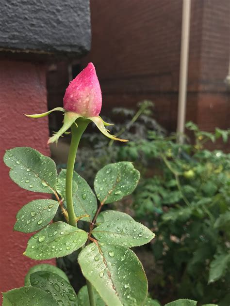 Purple Rosebud After The Rain Rose Buds Plants Purple