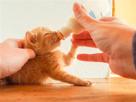 An Orange Tabby Kitten With His Bottle Of Kitten Milk Replacer Foster