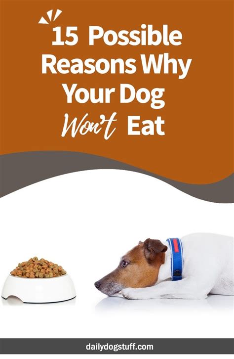 Maybe you would like to learn more about one of these? 15 Possible Reasons Why Your Dog Won't Eat | Dog nutrition ...