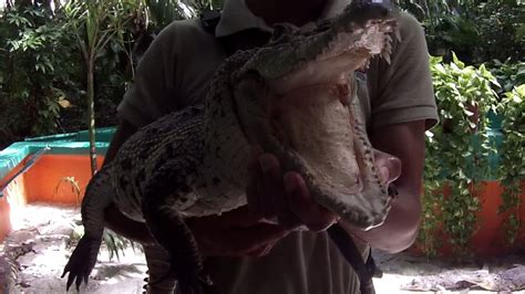 Visiting Crococun Zoo In Puerto Morelos Mexico Youtube