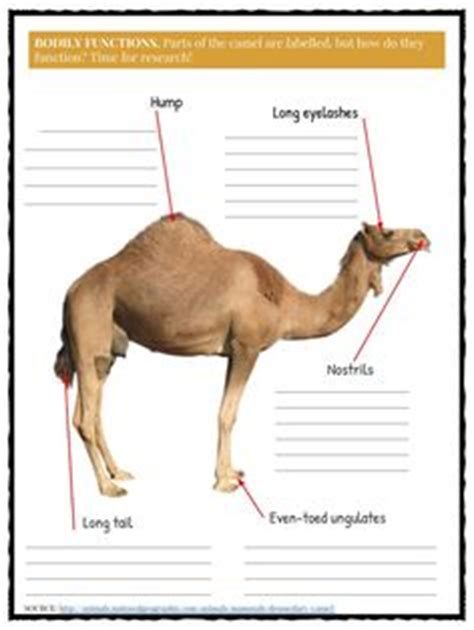 But those who have access to it, enjoy it for its taste as much as its nutrition. Image of the Main Body Parts of the Camels - Learn All ...