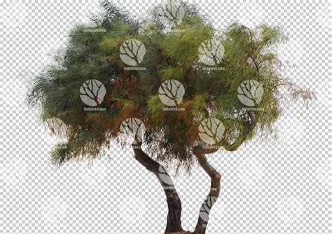 Gobotree Cut Out Of Tree During