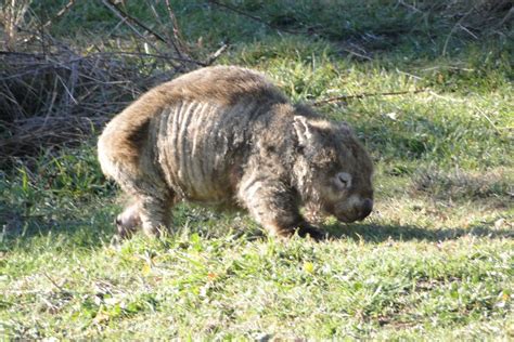 Mange Wombat Rescue