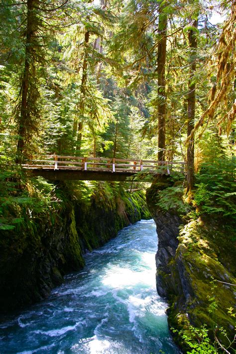Pony Bridge Along The Quinault River In The Olympic National Park