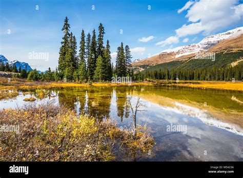 Pine Trees Reflected In Water Stock Photo Alamy