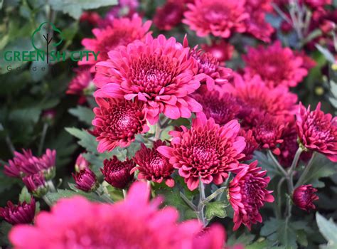 Gnc Chrysanthemum Flower Plant Pokok Bunga Kekwa 菊花