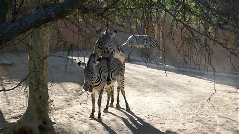 Grevys Zebras Mating La Zoo Los Angeles California Usa December 1