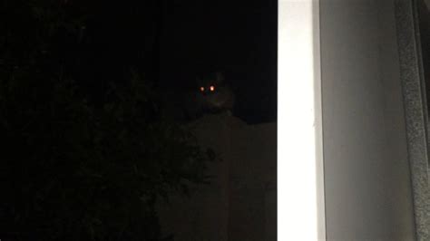 Creepy Glowing Cat Eyes Youtube