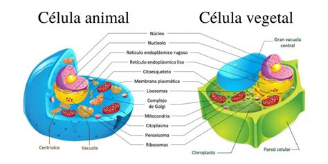 Célula Eucariota Concepto Tipos Funciones Y Estructura