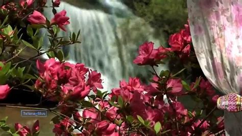 Happy anniversary flowers are inherently sweet. Happy Anniversary Flowers! Happy Palm Sunday! - YouTube