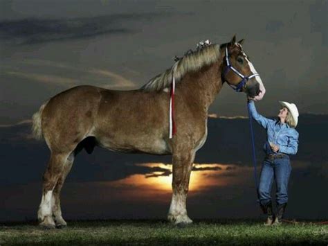 Belgian Draft Horse 193 12 Hands Is Tallest Living Horse N Guinness