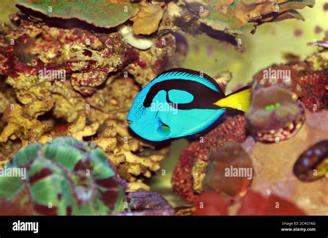 Pacific Regal Blue Tang Paracanthurus Hepatus Stock Photo Alamy