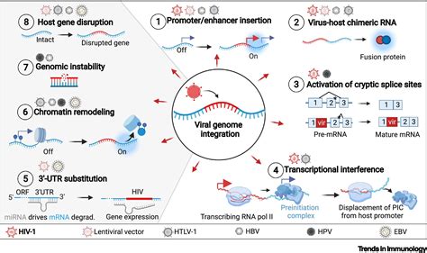 Potential Multi Modal Effects Of Provirus Integration On Hiv 1
