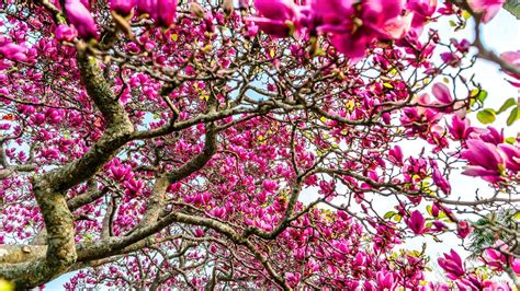 Magnolia Tree Wallpapers Top Free Magnolia Tree Backgrounds
