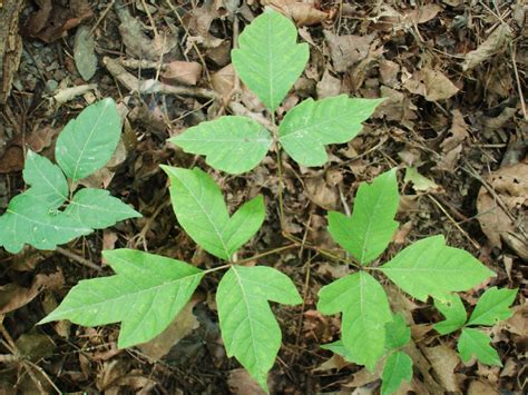 How to control and remove poison ivy. How to Identify Poison Ivy, Oak & Sumac From The Emergency ...