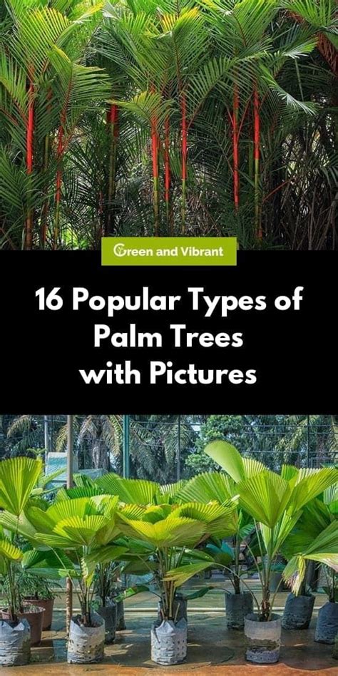 With Over 2600 Species Of Palm In Existence Choosing The Right Palm