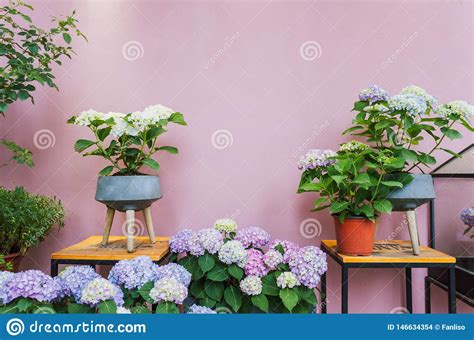 Maybe you would like to learn more about one of these? Pink And Blue Hydrangea Display At A Flower Shop. Stock ...