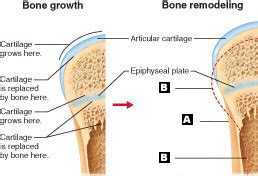 In most histomorphometry applications, the bone is labeled with a tetracycline that binds to the mineralizing surface of bone. Art-Labeling Quiz
