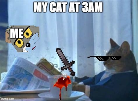 I Should Buy A Boat Cat Meme Imgflip