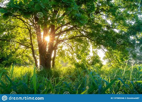 Sunshine Through Tree In Spring Morning Stock Photo Image Of