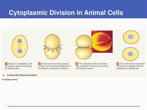 Ppt How Cells Reproduce Powerpoint Presentation Free Download Id