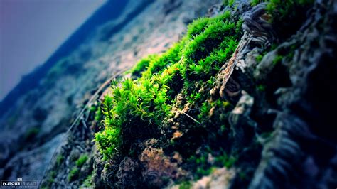 nature, Moss, Photography, Green, Blue, Rock Wallpapers HD ... Blur nature background hd wallpapers and backgrounds available for download for free.