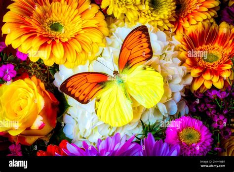 Rare Yellow Orange Butterfly One Of The More Exotic And Beautiful