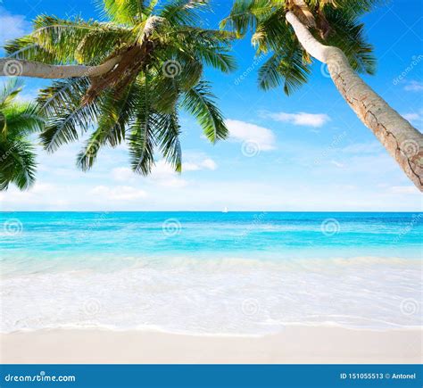 Scenic Seascape With Coconut Palm Trees And Oceans Turquoise Water