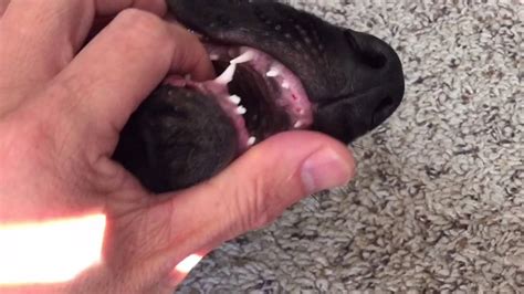 German Shepherd Puppy Losing Baby Teeth Teething Incisors GSD Kara A German Shepherd Adventure