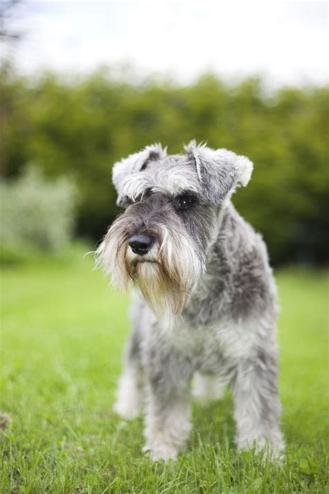 The silky, flowing coat on this lovely dog sheds infrequently, but that doesn't mean it's carefree. 20 Best Hypoallergenic Dogs - Top Dog Breeds That Don't ...