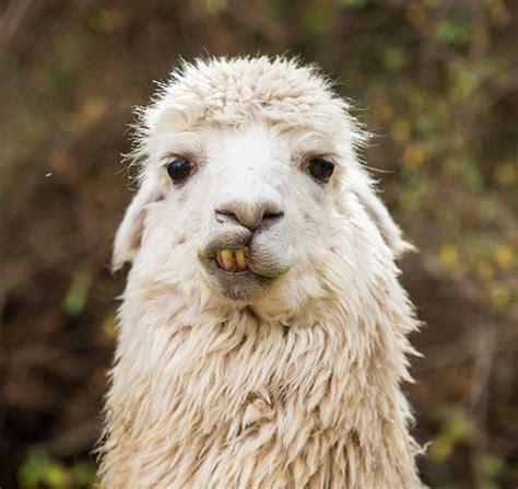 Alpacas That Will Make Your Day Funnyfoto Cute Animals Puppies