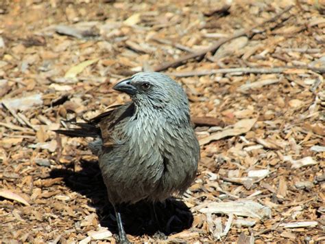 Free Images Wildlife Beak Brown Fauna Australia Vertebrate