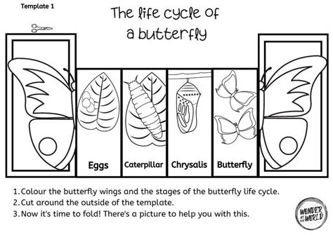 Butterfly Life Cycle Foldable 422 Life Cycles Butterfly Life Cycle