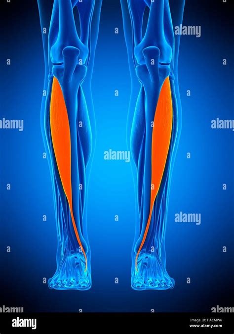 Illustration Of The Tibialis Anterior Muscle Stock Photo Alamy