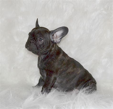 french bulldogs  los angeles