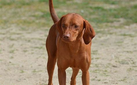 Redbone Coonhound Temperament And Personality Kid Friendly And Non