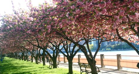 Popular long island city categories. Roosevelt Island Prepares for Annual Cherry Blossom ...